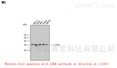 K106608PAnti-LDHA Polyclonal Antibody