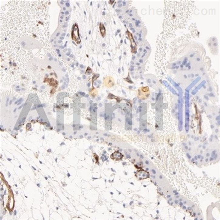 CD31 Antibody 一抗