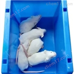 束縛應激模型構建